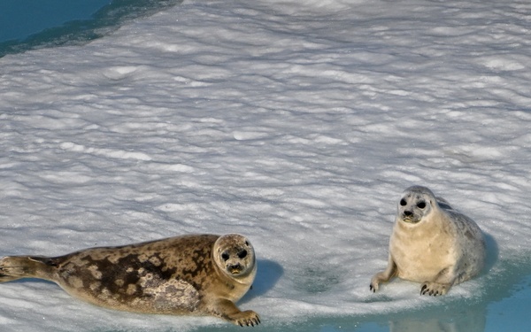 U.S. Coast Guard Cutter Healy arrives in the Arctic to conduct operational ice testing