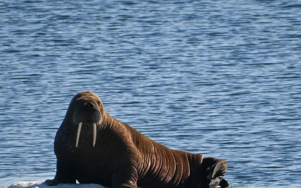U.S. Coast Guard Cutter Healy arrives in the Arctic to conduct operational ice testing