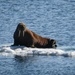 U.S. Coast Guard Cutter Healy arrives in the Arctic to conduct operational ice testing