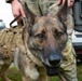 947th K9 of the Capitol Competition