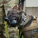 947th K9 of the Capitol Competition