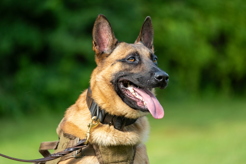 947th K9 of the Capitol Competition