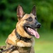 947th K9 of the Capitol Competition