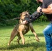 947th K9 of the Capitol Competition