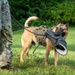 947th K9 of the Capitol Competition