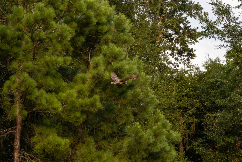 Owl Rehabilitation