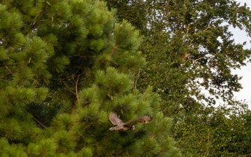 Owl Rehabilitation