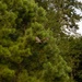 Owl Rehabilitation