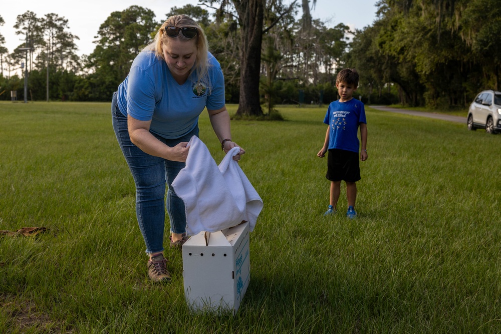 Owl Rehabilitation