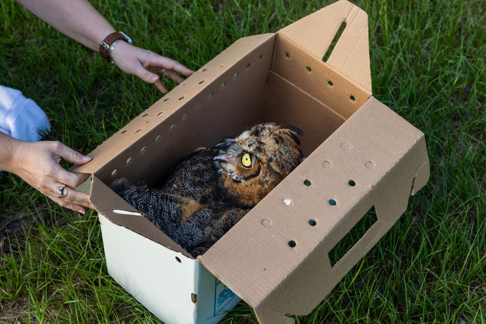 Owl Rehabilitation