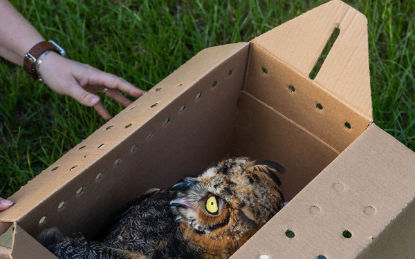 Owl Rehabilitation
