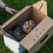 Owl Rehabilitation