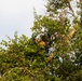 Owl Rehabilitation