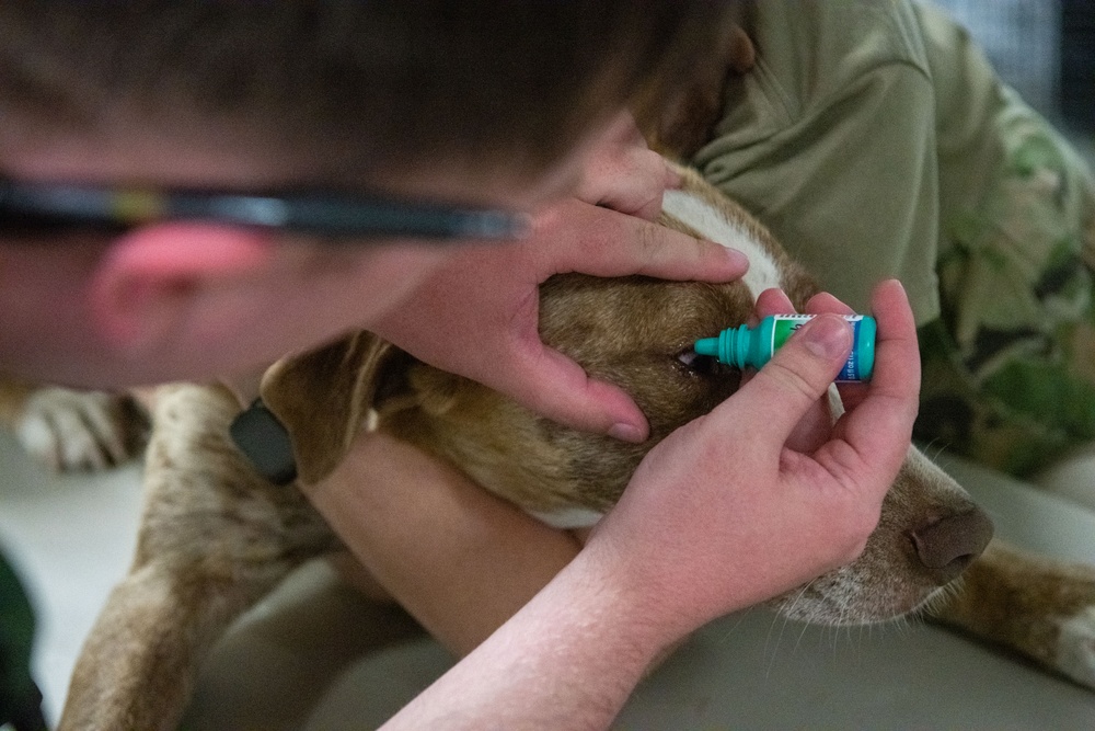 Operation Healthy Tennessee Veterinarian Services