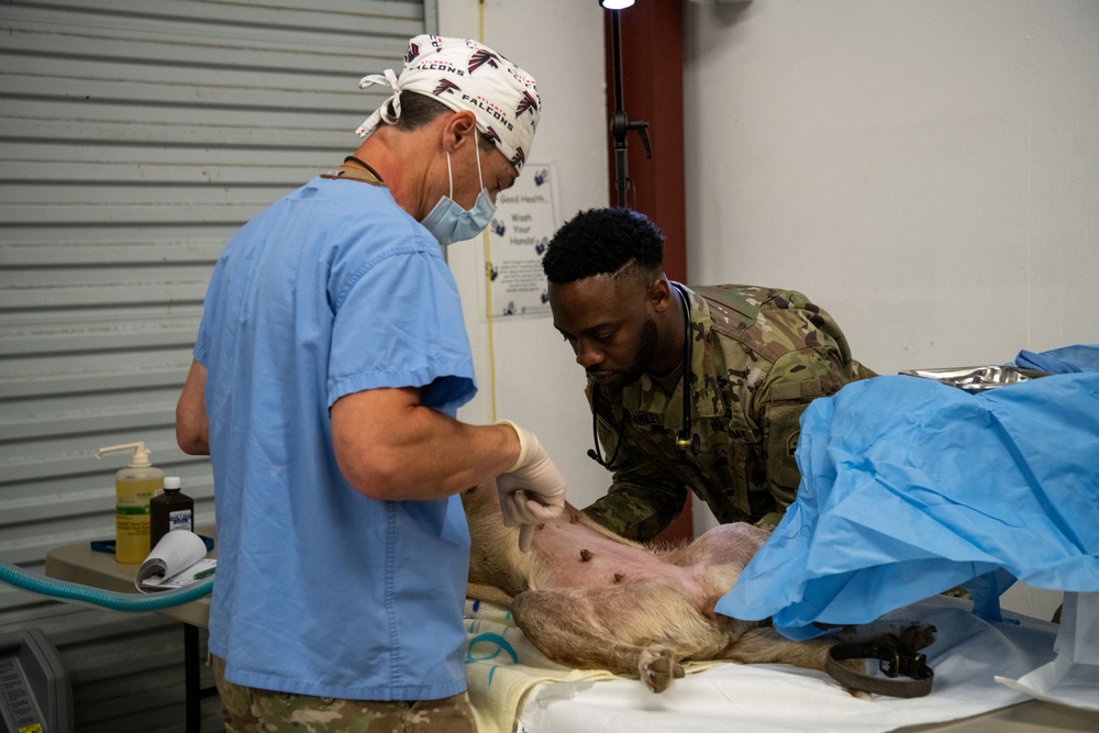 Operation Healthy Tennessee Veterinarian Services