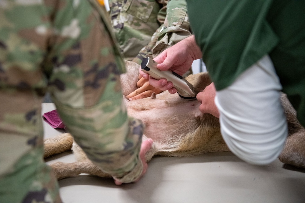 Operation Healthy Tennessee Veterinarian Services