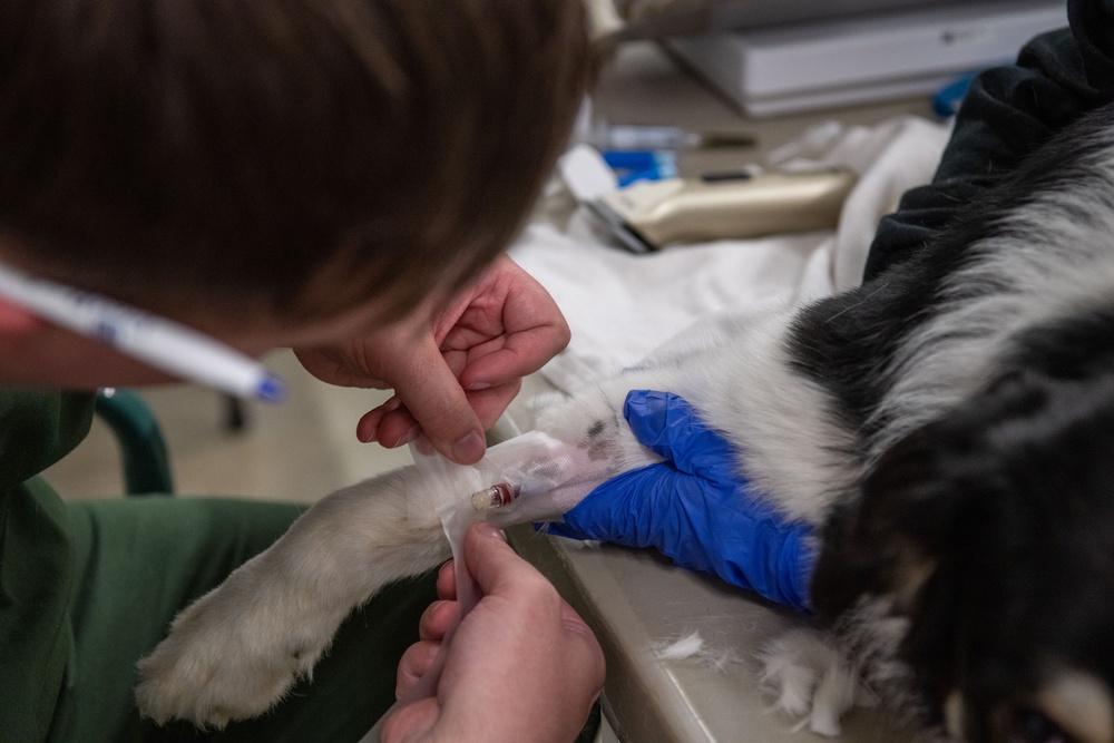 Operation Healthy Tennessee Veterinarian Services