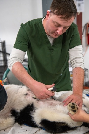 AFN Naples Radio Spot - Vet Clinic PSA