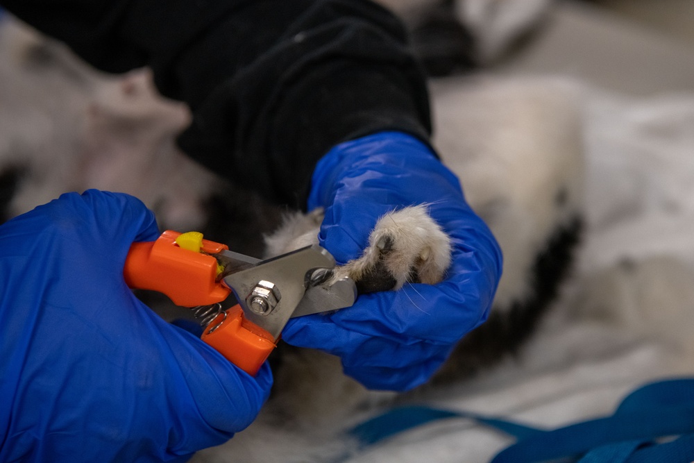 Operation Healthy Tennessee Veterinarian Services