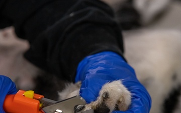 Operation Healthy Tennessee Veterinarian Services