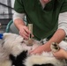 Operation Healthy Tennessee Veterinarian Services