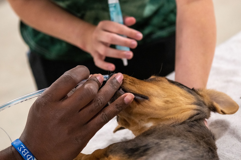 Operation Healthy Tennessee Veterinarian Services