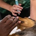 Operation Healthy Tennessee Veterinarian Services