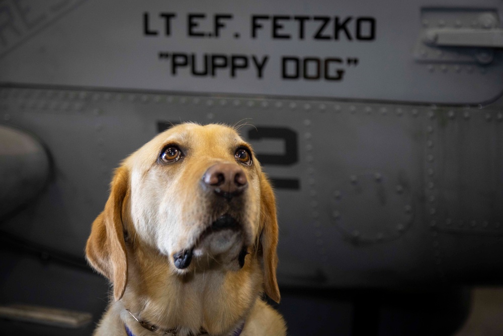 USS Gerald R. Ford (CVN 78) Expeditionary Facility Working Dog Greets Sailors