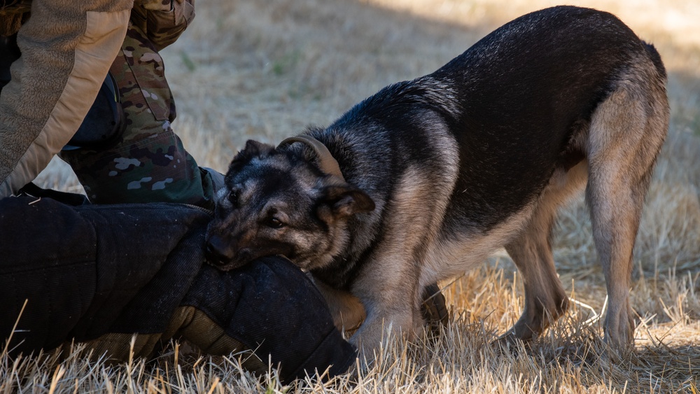 Team Travis boosts readiness during Exercise