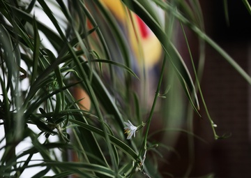 Diverse Environment At Fort Indiantown Gap