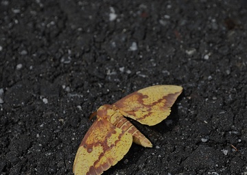 Diverse Environment At Fort Indiantown Gap