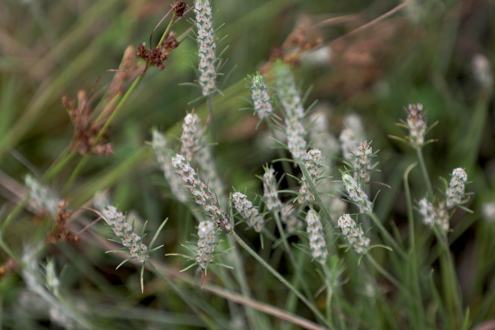 Diverse Environment At Fort Indiantown Gap