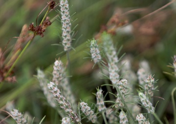 Diverse Environment At Fort Indiantown Gap