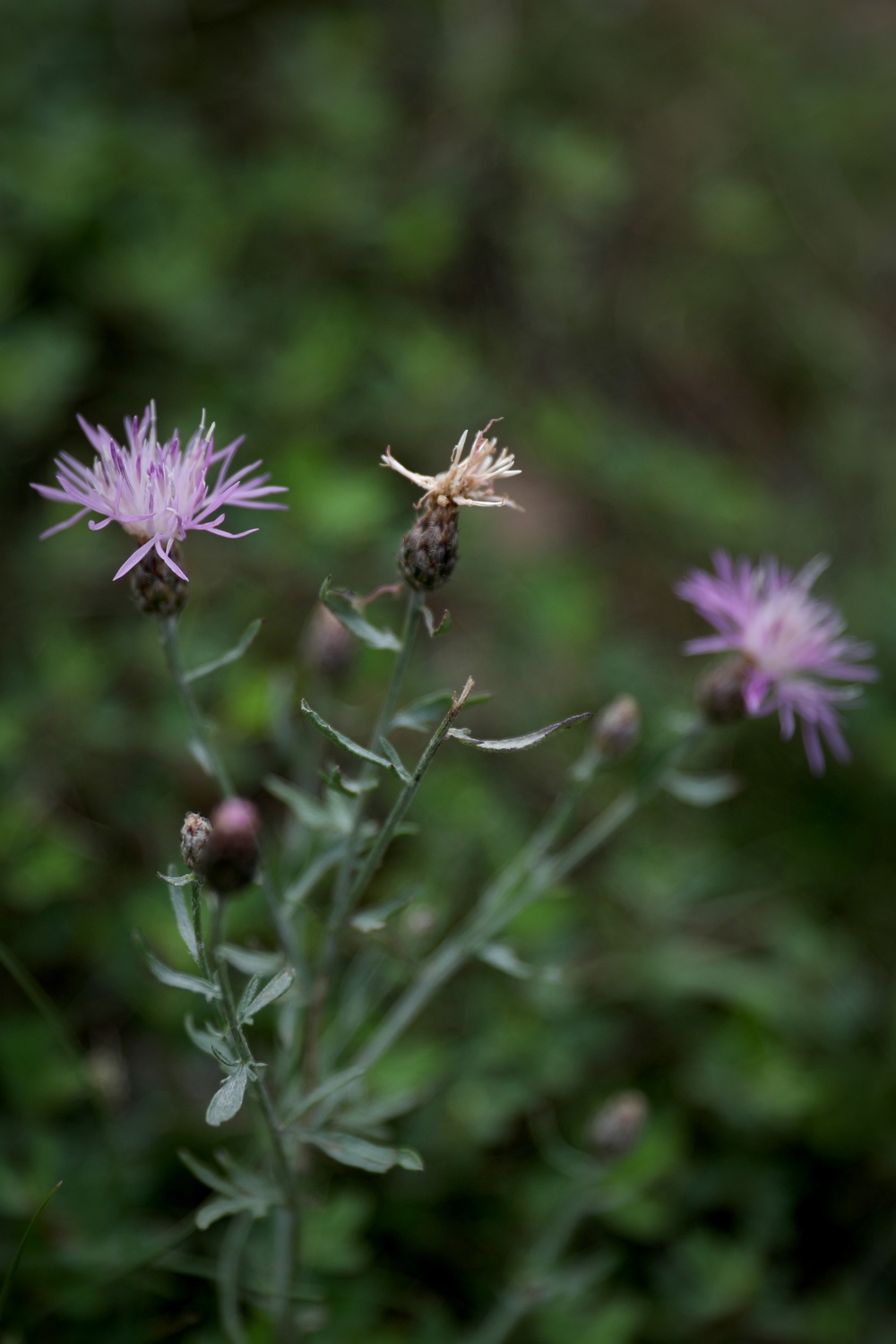 Diverse Environment At Fort Indiantown Gap