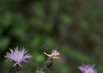 Diverse Environment At Fort Indiantown Gap