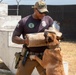 Military Working Dogs Bite Suit Training