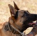 Military Working Dogs Bite Suit Training