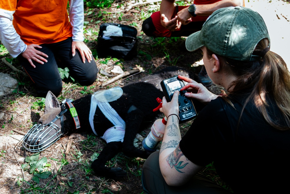 K9 Tactical Emergency Casualty Care Training Strengthens U.S.-Bosnia Partnership