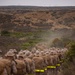 Alpha Company 8K Hike