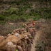 Alpha Company 8K Hike