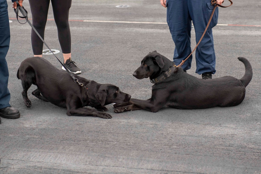 Makin Island Dog Handling