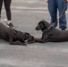 Makin Island Dog Handling