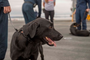 AFN Naples Radio News - National Guard and USO Canine Program