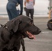 Makin Island Dog Handling