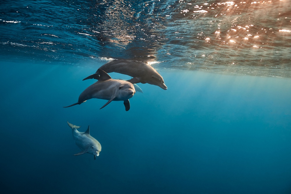 SPECIALIZED SONAR