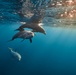 SPECIALIZED SONAR