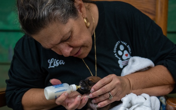 Operation Healthy Tennessee - Veterinary Services