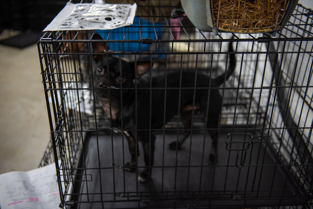 Operation Healthy Tennessee - Veterinary Services