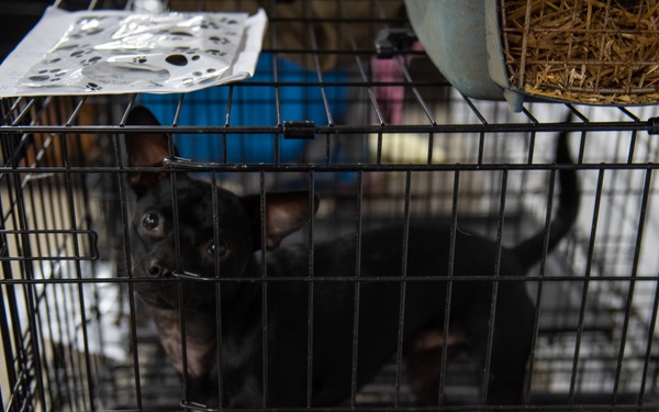 Operation Healthy Tennessee - Veterinary Services