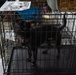 Operation Healthy Tennessee - Veterinary Services